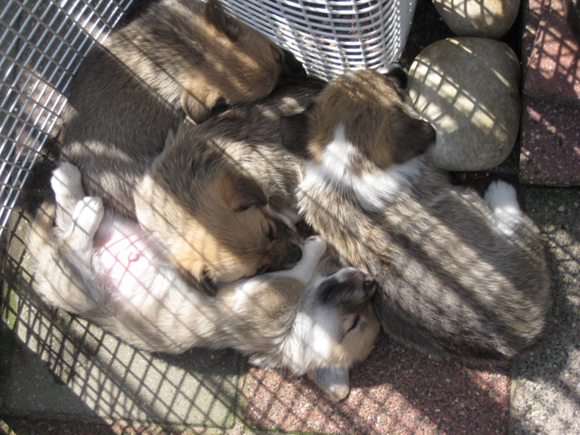 pup